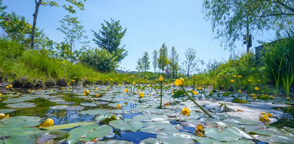 Hidden Gems You Must Visit in and Around Seoul(6) - Seoul Botanic Park